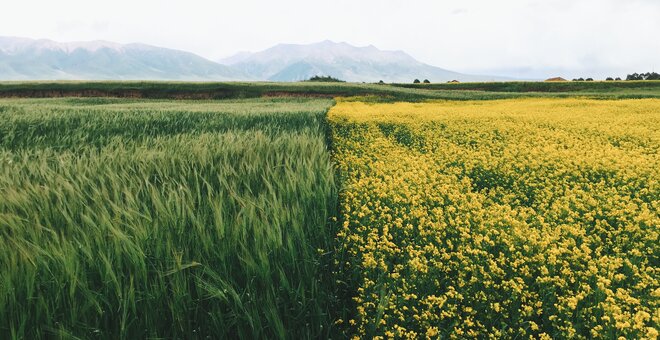 Germany Supports the Crop Trust to Safeguard and Use Crop Diversity Globally