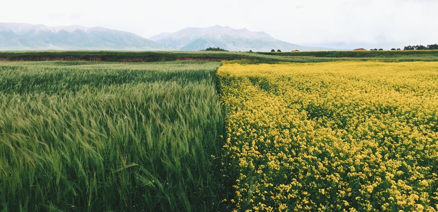 Germany Supports the Crop Trust to Safeguard and Use Crop Diversity Globally