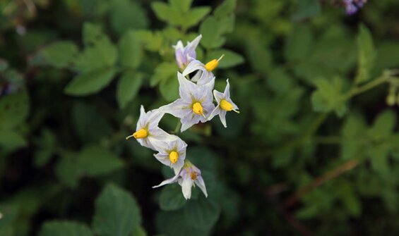 Crop Wild Relatives