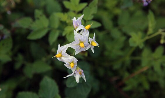 Crop Wild Relatives