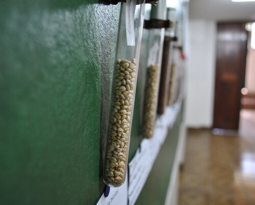 Sorghum