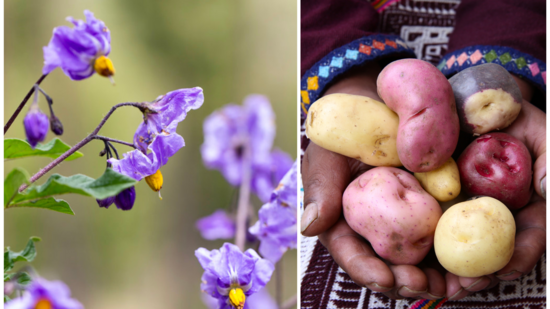 Did you know that there are about 150 known species of wild potatoes which can be found from southwestern United States to southern Chile, with the highest diversity of species found in Peru and Bolivia? (Photos: Sara A. Fajardo/CIP and Luis Salazar/Crop Trust)