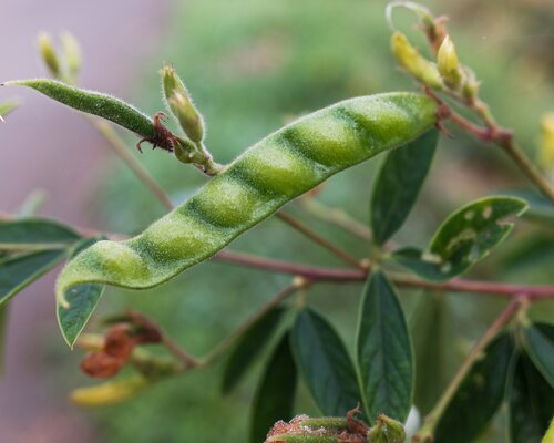 Pigeon Pea