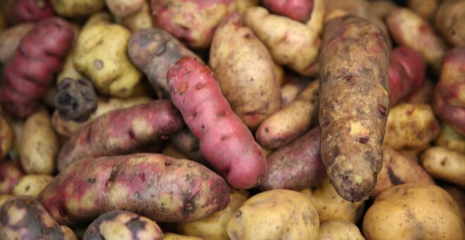 Potato diversity