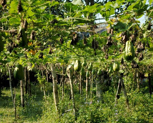 Chayote