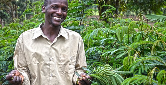 David Kenduywo at his farm in Kembu, Bomet County, Kenya. He grows Calliandra for his dairy cattle. Photo: Sherry Odeyo/ICRAF