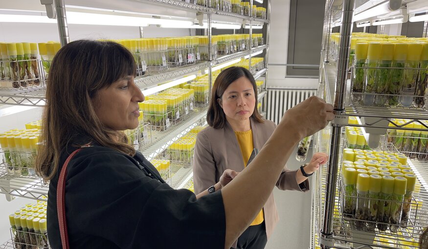 Crop Diversity and the Stories That Matter