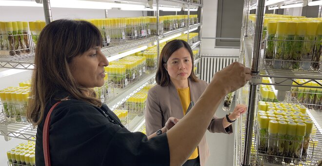 Crop Diversity and the Stories That Matter