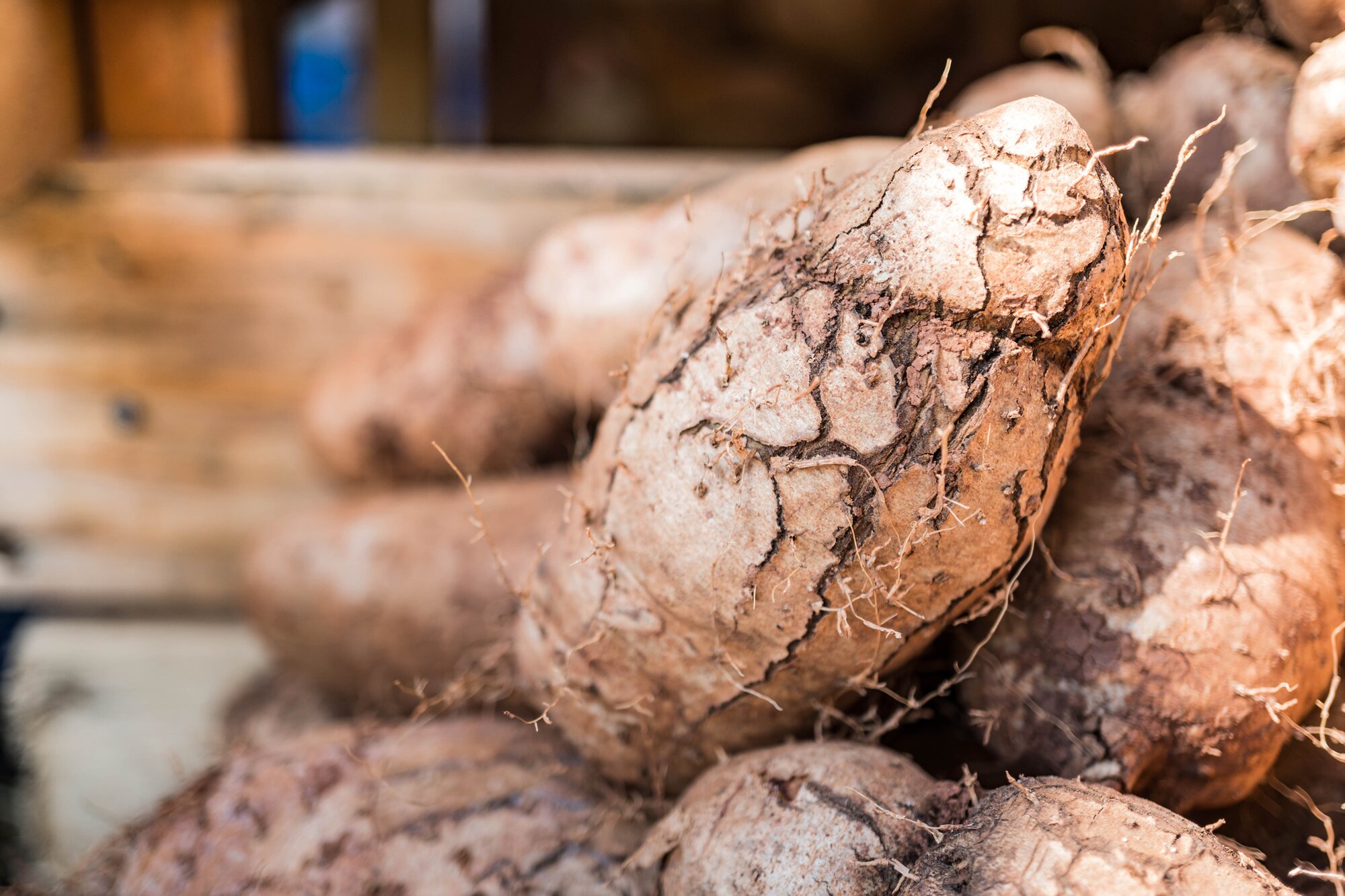 Minor yams - Crop Trust
