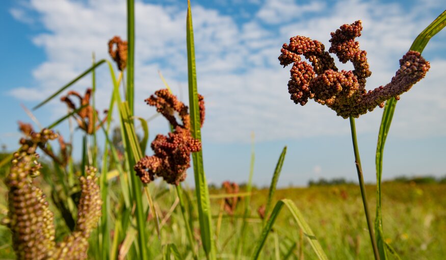 Finger millet growing in a field.