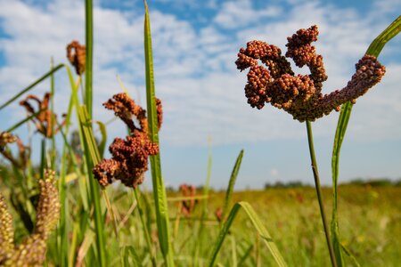 Finger millet growing in a field.