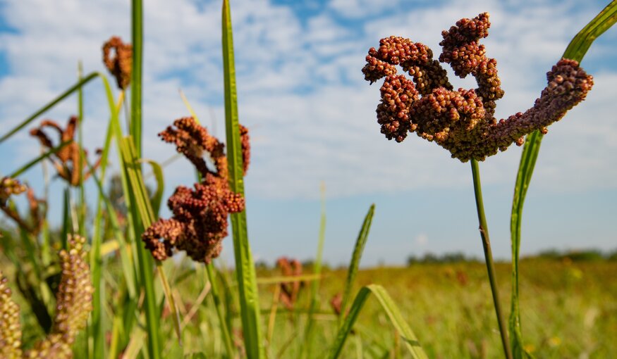 Finger millet growing in a field.