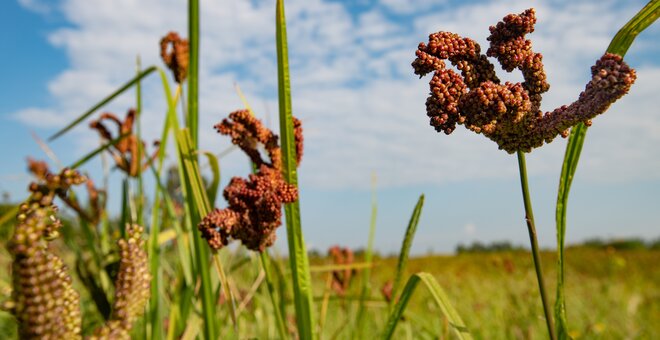 Finger millet growing in a field.