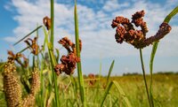 Finger millet growing in a field.