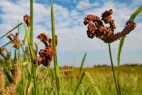 Finger millet growing in a field.