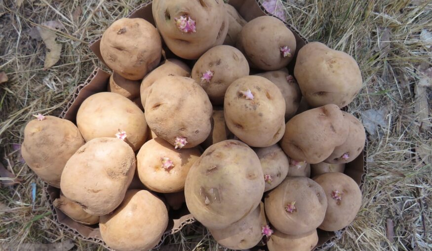 CIP-Matilde tubers. Photo: CIP