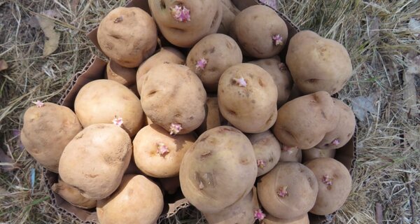 CIP-Matilde tubers. Photo: CIP