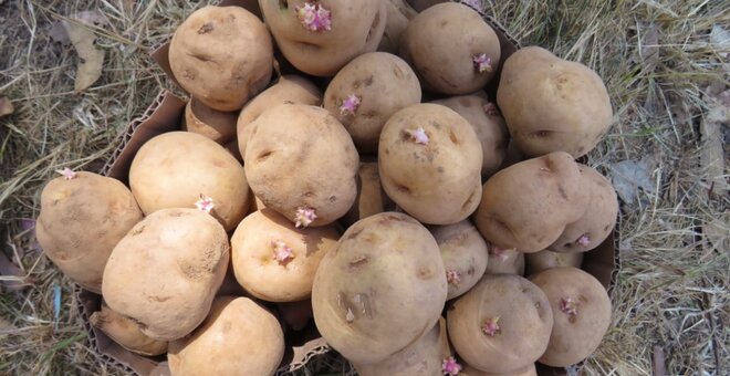 CIP-Matilde tubers. Photo: CIP