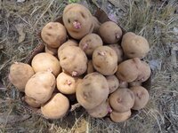 CIP-Matilde tubers. Photo: CIP