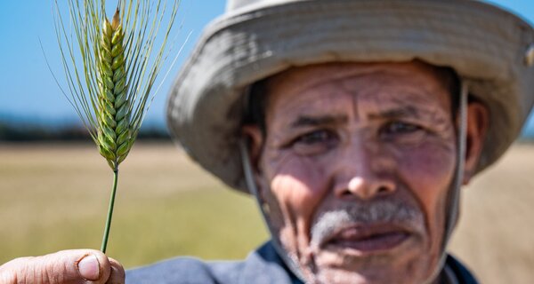 New Drought-tolerant Varieties of Durum Wheat and Barley for Morocco