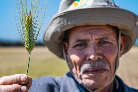 New Drought-tolerant Varieties of Durum Wheat and Barley for Morocco
