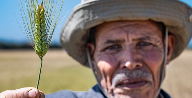 New Drought-tolerant Varieties of Durum Wheat and Barley for Morocco