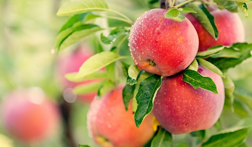 How About Them Apples? Research Orchards Chart a Fruit’s Future.