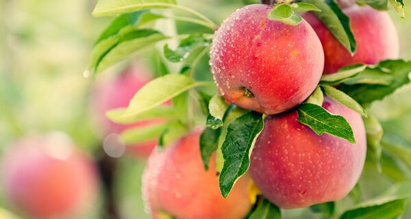 How About Them Apples? Research Orchards Chart a Fruit’s Future.