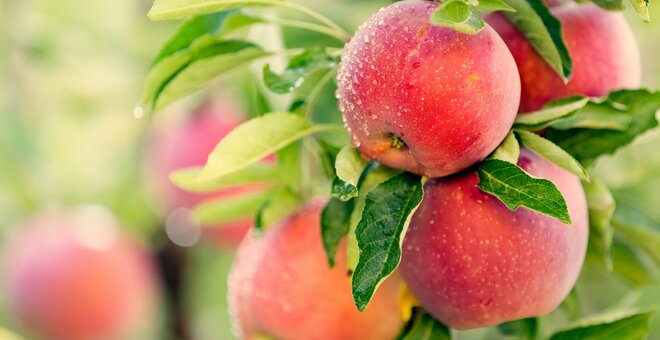 How About Them Apples? Research Orchards Chart a Fruit’s Future.