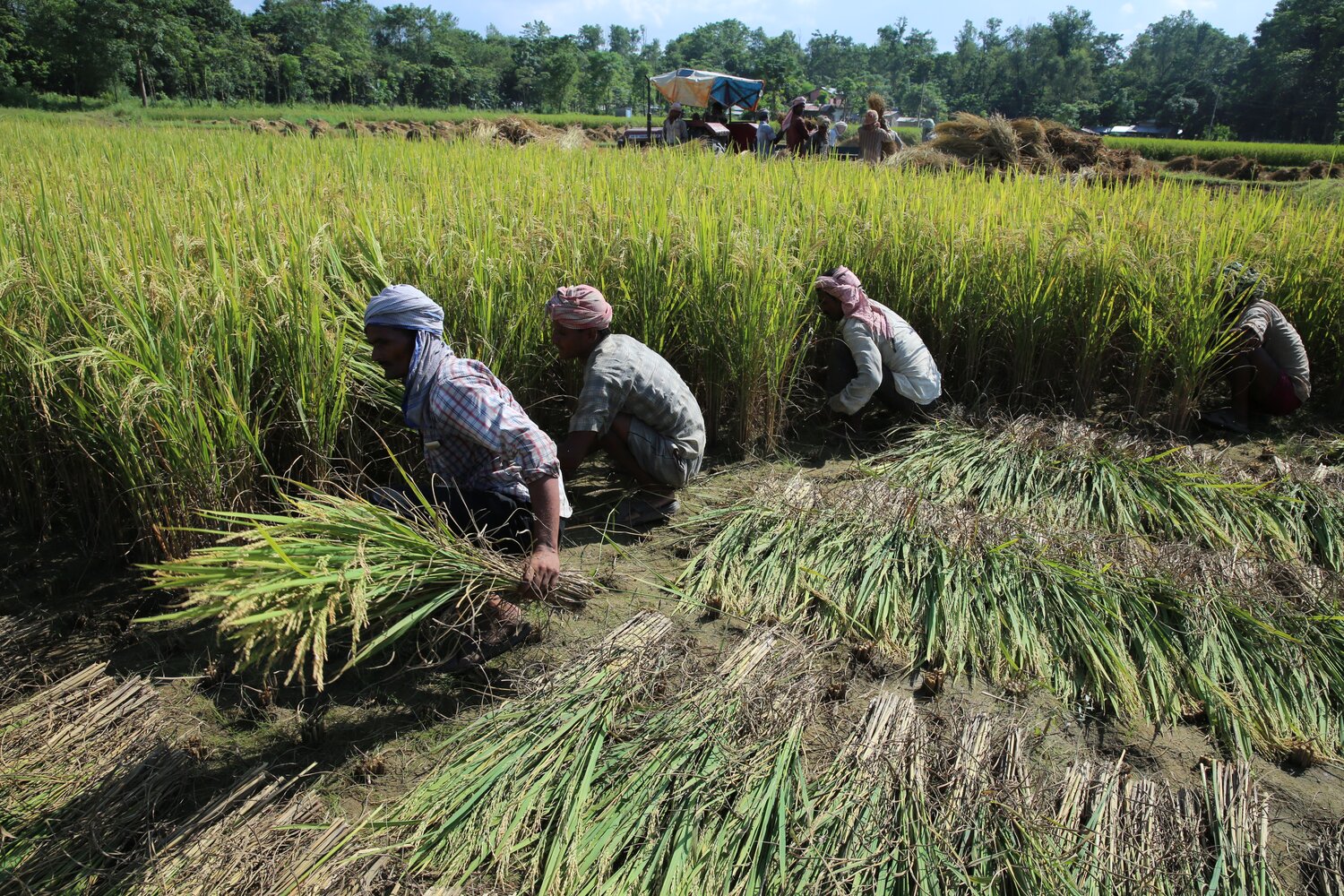  Rice is a critical component of the Nepalese diet. Many people in Nepal devote their lives to cultivating rice to survive, both rain-fed lowland and irrigated rice varieties, but the country frequently suffers extreme weather events, such as recent widespread flooding of the southern plains. Pictured here, farmers harvest a rice field at Sauraha, in the buffer zone of the Chitwan National Park. Credit: L.M. Salazar/Crop Trust