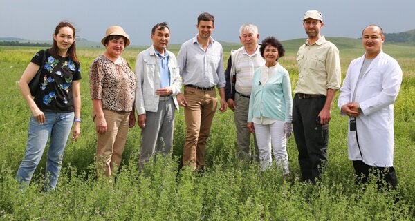 Our Crop Wild Relatives alfalfa pre-breeding partners in Kazakhstan (KSRIAPG) are combining the beneficial traits of alfalfa wild relatives with best local varieties to develop new materials for farmers.