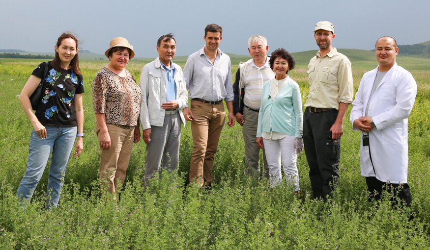 Our Crop Wild Relatives alfalfa pre-breeding partners in Kazakhstan (KSRIAPG) are combining the beneficial traits of alfalfa wild relatives with best local varieties to develop new materials for farmers.