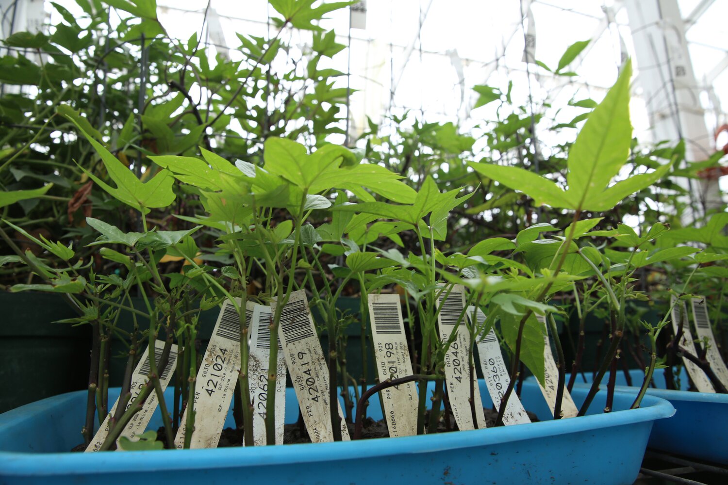 Sweet potato cuttings maintained in the greenhouse ready for transplanting.