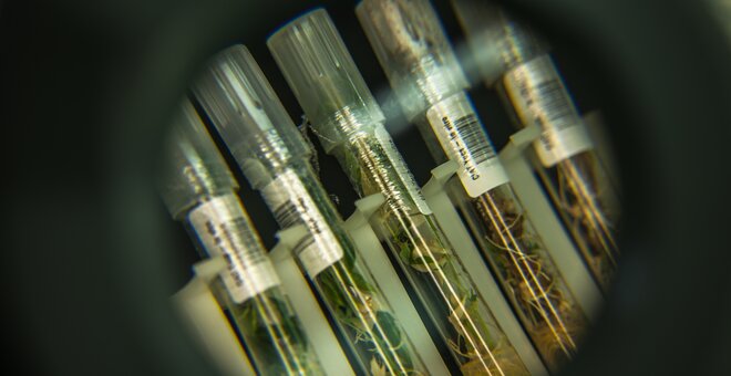 Cassava plantlets in the CIAT genebank in Cali. Barcoded labels link each plantlet to an accession database with information on the variety, landrace or wild relative and where it was collected. Some types have long since vanished from fields, but these tiny offspring keep the diversity alive. Any one of them can be grown into a full-sized crop, which could hold the key to beating a virus in Vietnam or grasshoppers in Ghana.