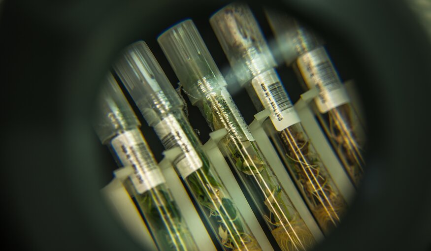 Cassava plantlets in the CIAT genebank in Cali. Barcoded labels link each plantlet to an accession database with information on the variety, landrace or wild relative and where it was collected. Some types have long since vanished from fields, but these tiny offspring keep the diversity alive. Any one of them can be grown into a full-sized crop, which could hold the key to beating a virus in Vietnam or grasshoppers in Ghana.