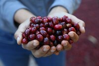 Coffee berries held in hands. 