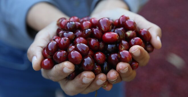 Coffee berries held in hands.