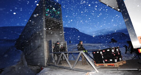 New seeds are being deposited at the Svalbard Global Seed Vault.