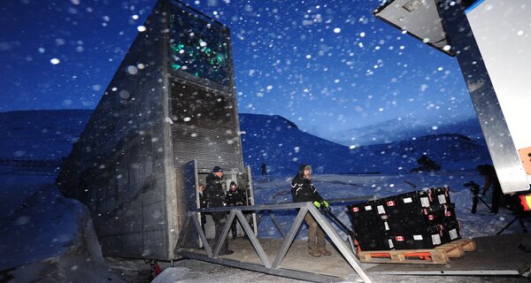 Seeds being deposited at the Svalbard Global Seed Vault.