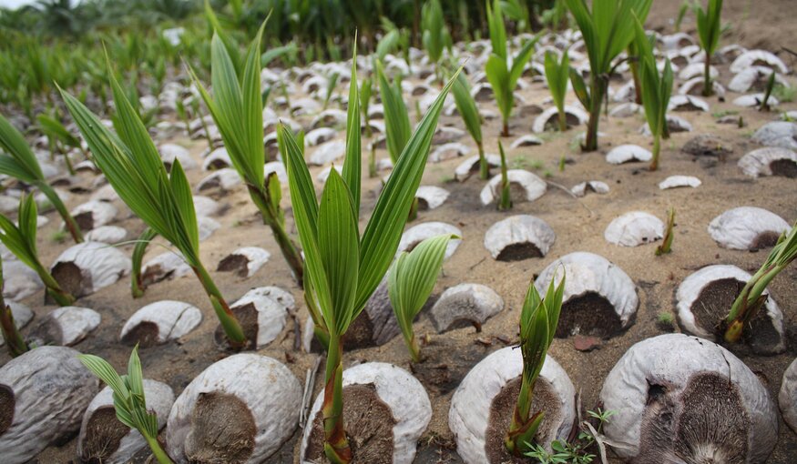 Coalition to Rescue Indigenous Pacific Island Crops