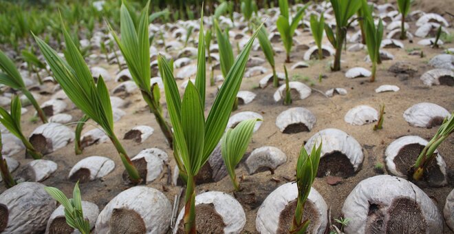 Coalition to Rescue Indigenous Pacific Island Crops