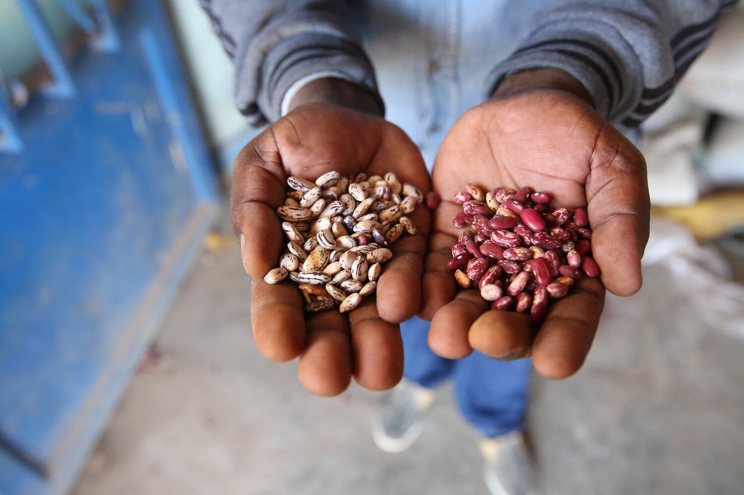 Two varieties of biofortified beans from eastern Rwanda. Photo: LM Salazar for #CropsInColor