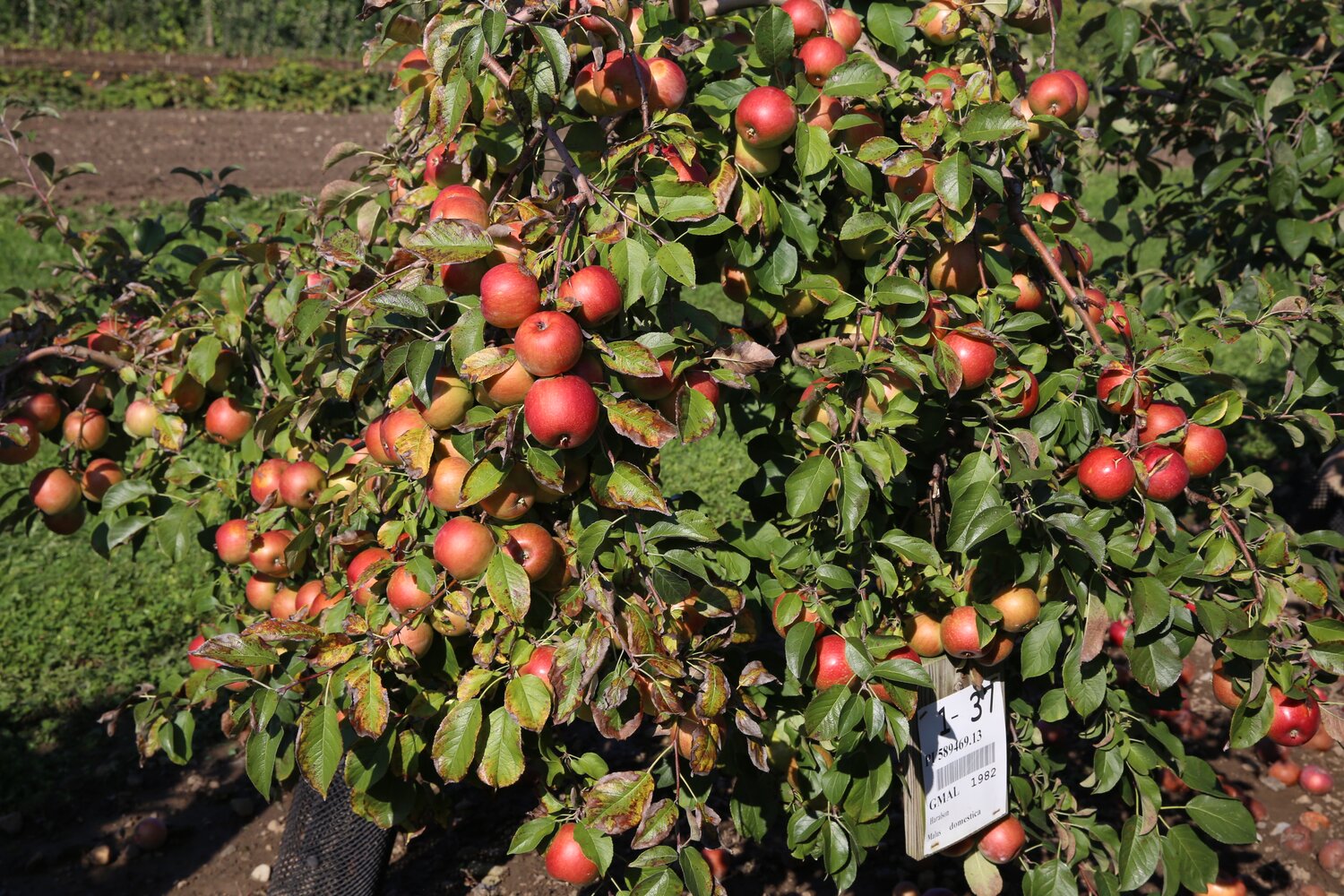 The USDA-ARS National Plant Germplasm System in Geneva, NY, safeguards the country’s apple (Malus) collection. Unlike bean, maize or wheat diversity, which are conserved as seed, apple diversity must be cared for in field collections. The Geneva Apple Collection holds 2,000 types of trees representing 53 species. It is made up of nearly 8,000 accessions (samples), out of which about 1,500 of them are grown from wild seed. Credit: Luis Salazar/Crop Trust