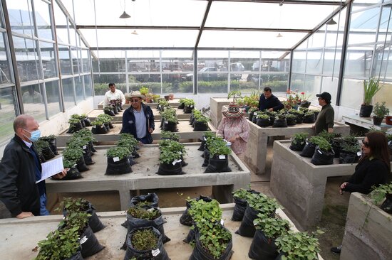 A team of experts gathers in a field genebank at INIAP in Santa Catalina, Ecuador