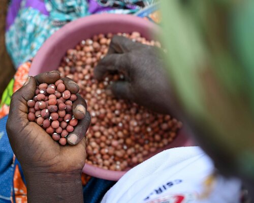 Bambara groundnut
