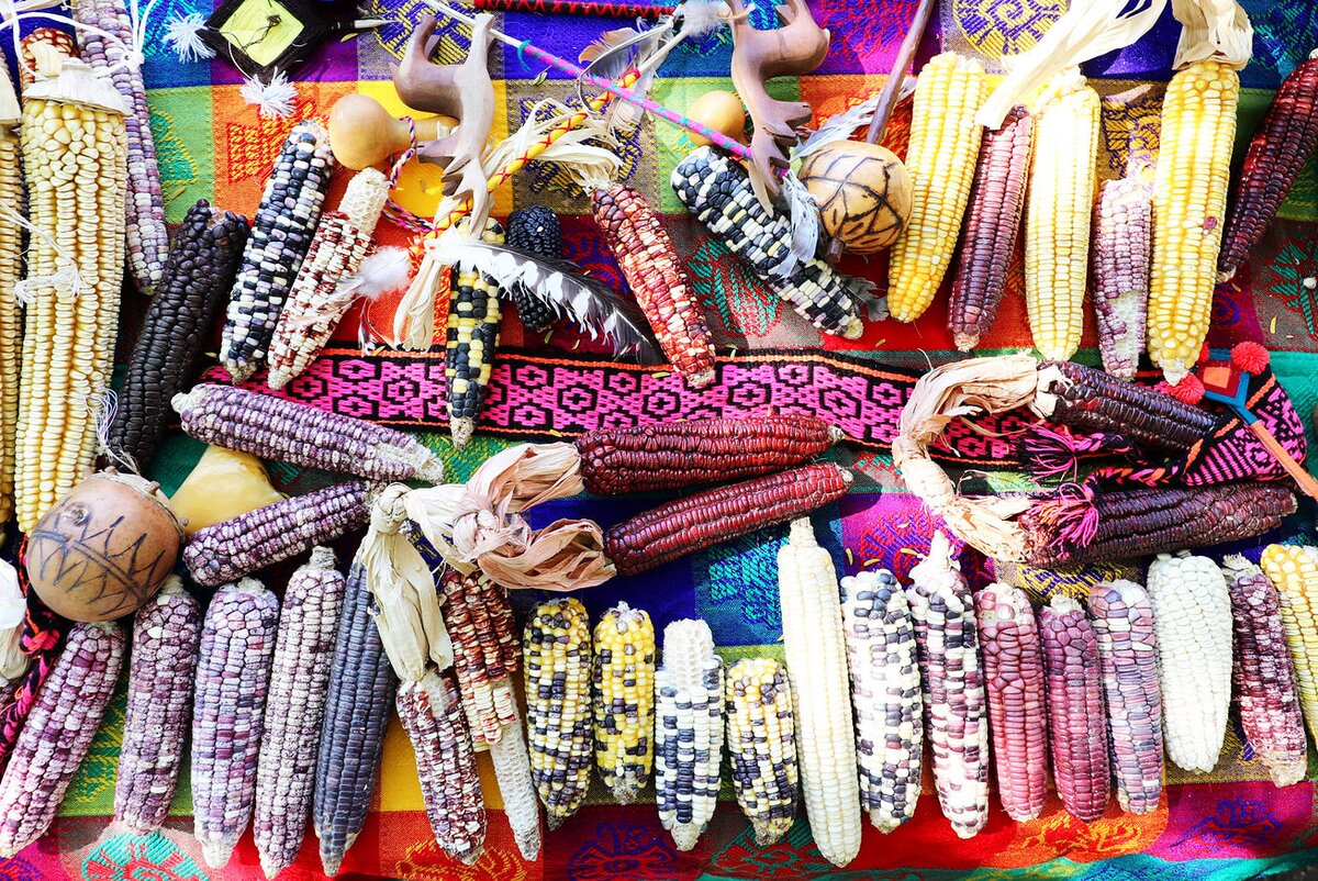 different kinds of maize 
