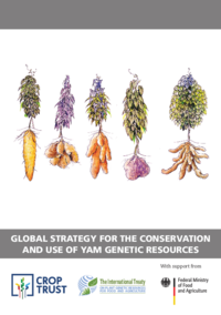 Crop Strategy: Yam (2021)