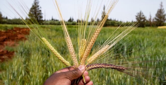 Cereal crops.