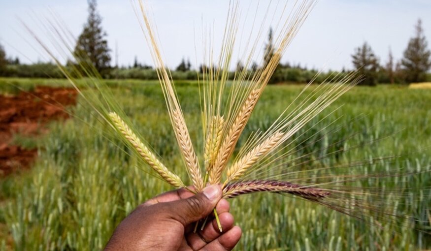 Cereal crops.
