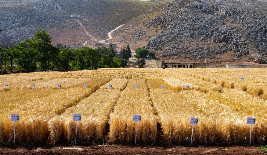 Wheat regeneration at ICARDA's Terbol station in Lebanon. Credit: Crop Trust/Michael Major